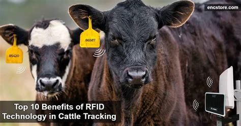 hid rfid for cattle